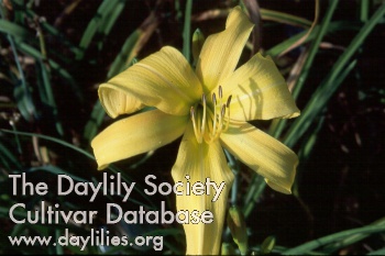 Daylily Could Be